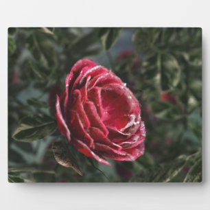 Winter's Parting Gift Foto Plaque Fotoplatte