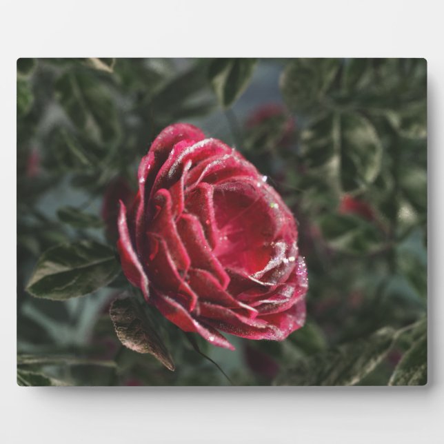 Winter's Parting Gift Foto Plaque Fotoplatte (Vorderseite)