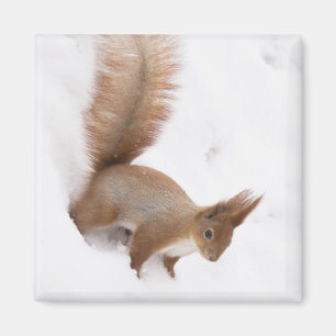 Winterscheißel Magnet