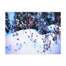 Winterschnee Blume Kopf Bäume Natur