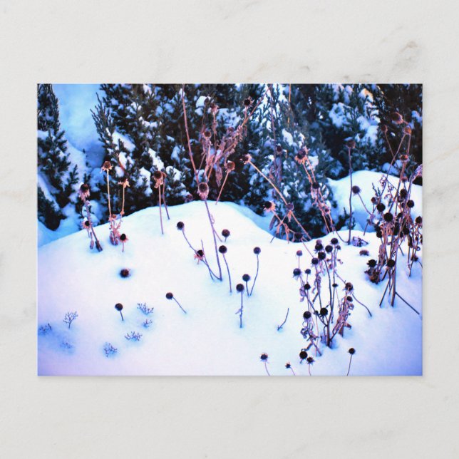 Winterschnee Blume Kopf Bäume Natur Postkarte (Vorderseite)