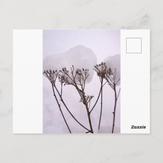 Winterschnee Foto Postkarte (Rückseite)