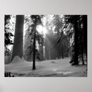 Winterschnee im Kings Canyon Nationalpark Poster