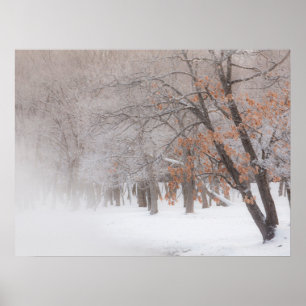Winterschnee Kussharo-See Poster