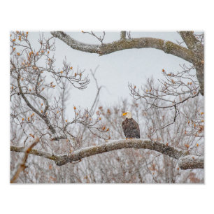 Winterschnee mit Adler Fotodruck