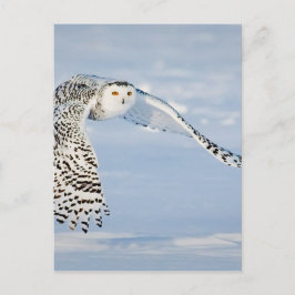 Winterschnee von Vögeln Vögel Frozen Eiskalt Postkarte