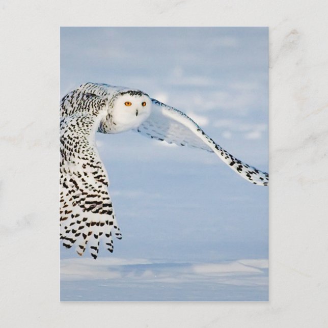 Winterschnee von Vögeln Vögel Frozen Eiskalt Postkarte (Vorderseite)