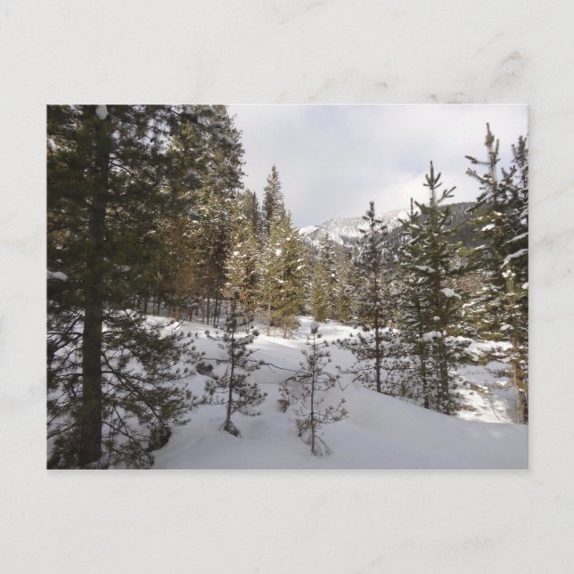 Winterschneebergszene in Montana Postkarte (Vorderseite)