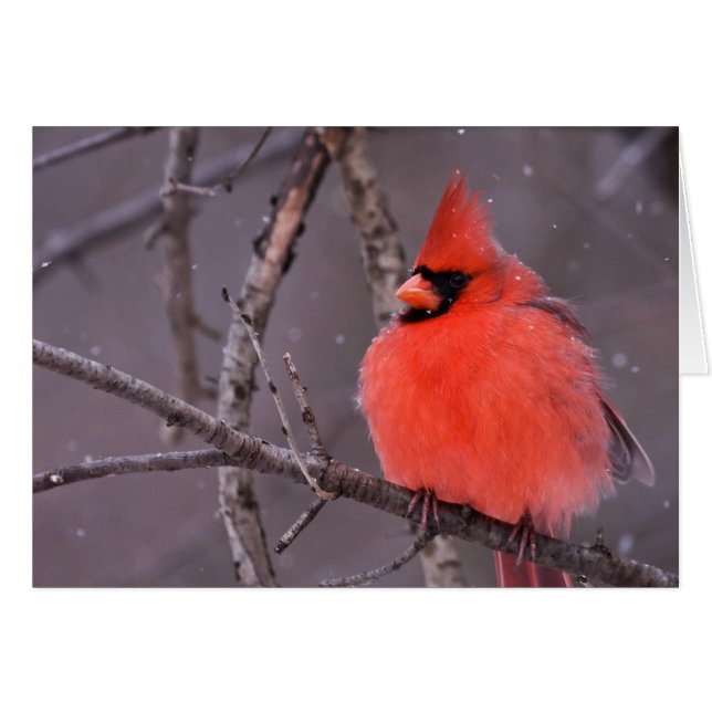 Winterstimmung (Vorderseite (Horizontal))