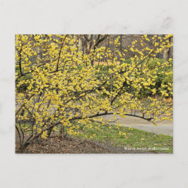 Wintersüß: Soshin-robai [Postkarte] Postkarte