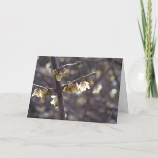 Wintersweet-Karte (Chimonanthus praecox) Feiertagskarte