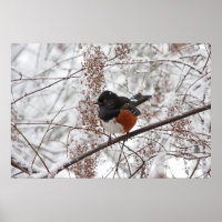 Wintervogel im Schnee
