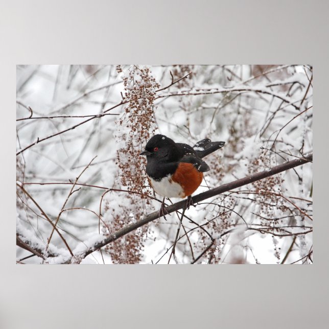 Wintervogel im Schnee Poster (Vorne)