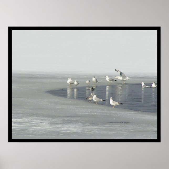 Wintervögel Poster (Vorne)