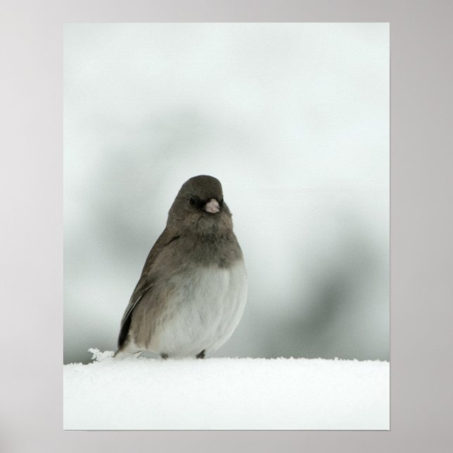 Wintervogel Poster (Vorne)