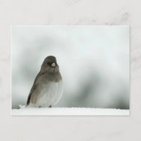 Wintervogel