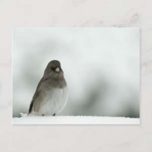 Wintervogel Postkarte