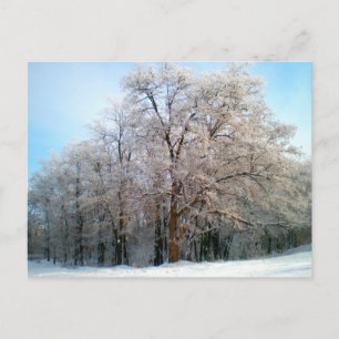Winterwald Dezember 2012 Postkarte