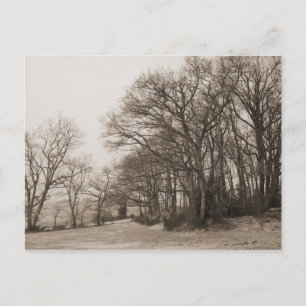 Winterwald Postkarte