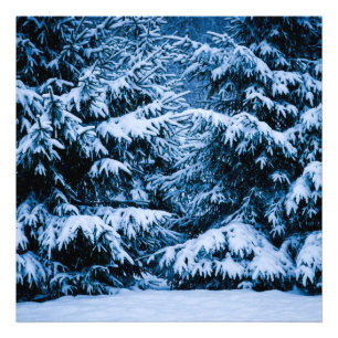 Winterwald Weihnachtsbaum Fotodruck