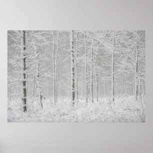 Winterwaldlandschaft mit schneebedeckten Winterbäu Poster