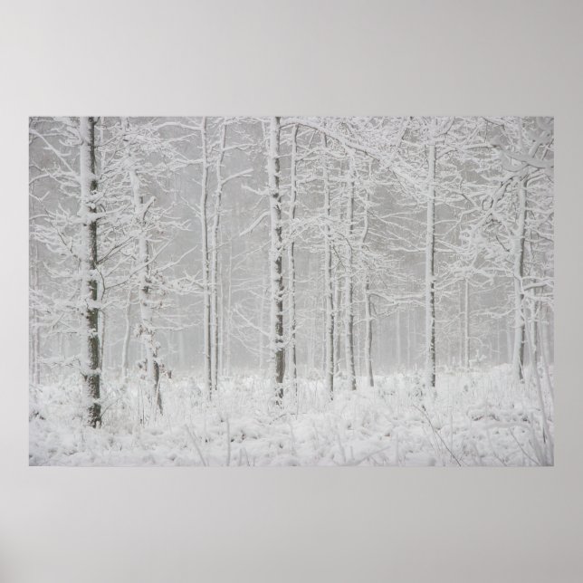 Winterwaldlandschaft mit schneebedeckten Winterbäu Poster (Vorne)