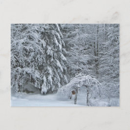 Winterwaldschnee bedeckt Landschaftsfotografie Postkarte