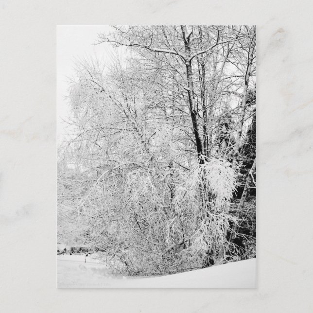 Winterweiße Postkarte (Vorderseite)