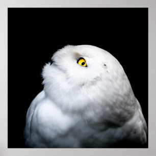 Winterweiße Schneeauwl Poster