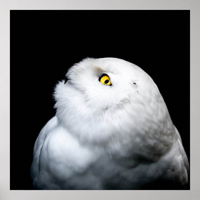 Winterweiße Schneeauwl Poster (Vorne)