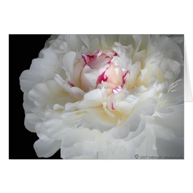 winterweißer Schauer (Vorderseite (Horizontal))