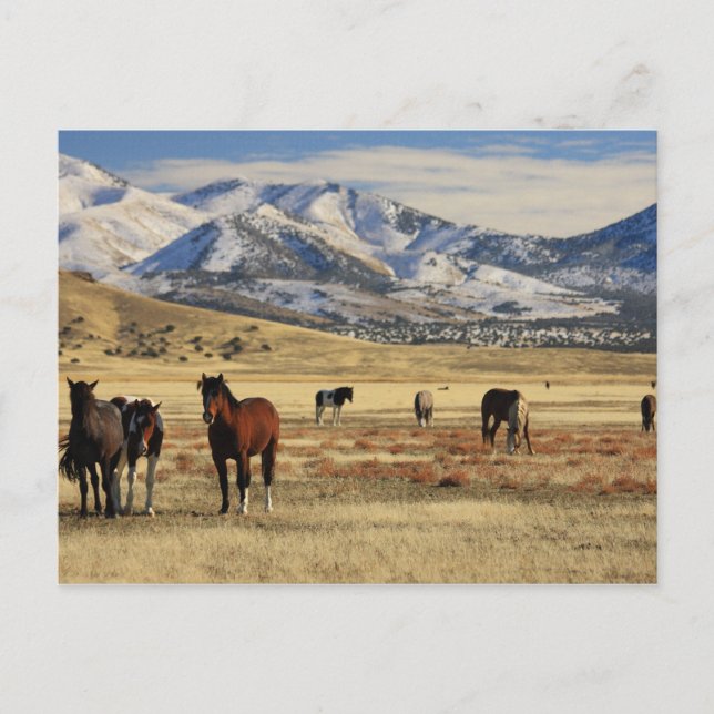 Winterwind Postkarte (Vorderseite)