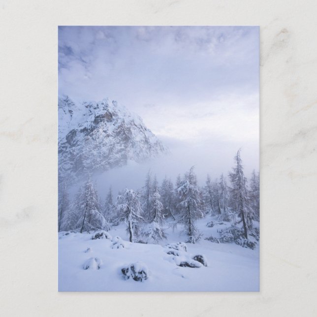 Winterwunderland, Nebel, Fichtenwald und Berge Postkarte (Vorderseite)