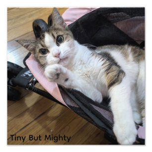 Winzige aber mächtige Katzenkunst - Dainty Doll Fotodruck