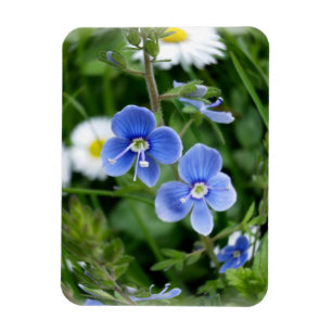 winzige blaue Blumen Magnet