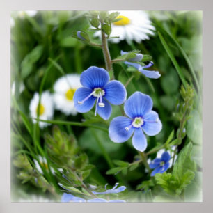 winzige blaue Blumen Poster