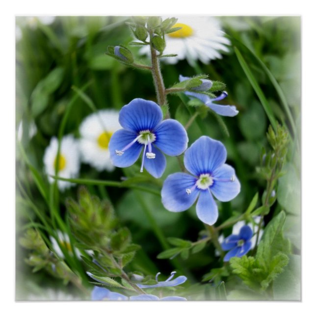 winzige blaue Blumen Poster (Vorderseite)