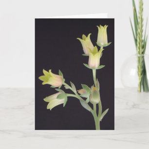 Winzige Blüten während der Pause Karte