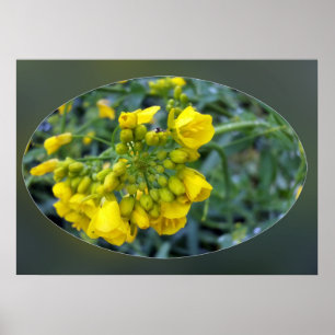 Winzige gelbe Blumen Poster