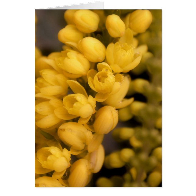 Winzige gelbe Blüten (Vorne)