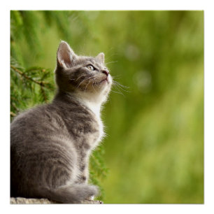 Winzige, graue und weiße Kitten Peers bis zum Himm Poster