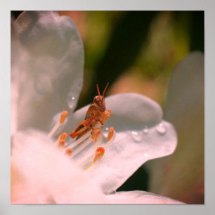 Winzige Heuschrecke auf weißer Azaleenblüte  Poster