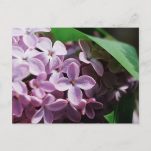 winzige Linse Postkarte