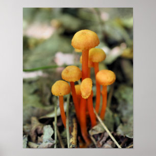 Winzige Orange Pilze Natur Poster
