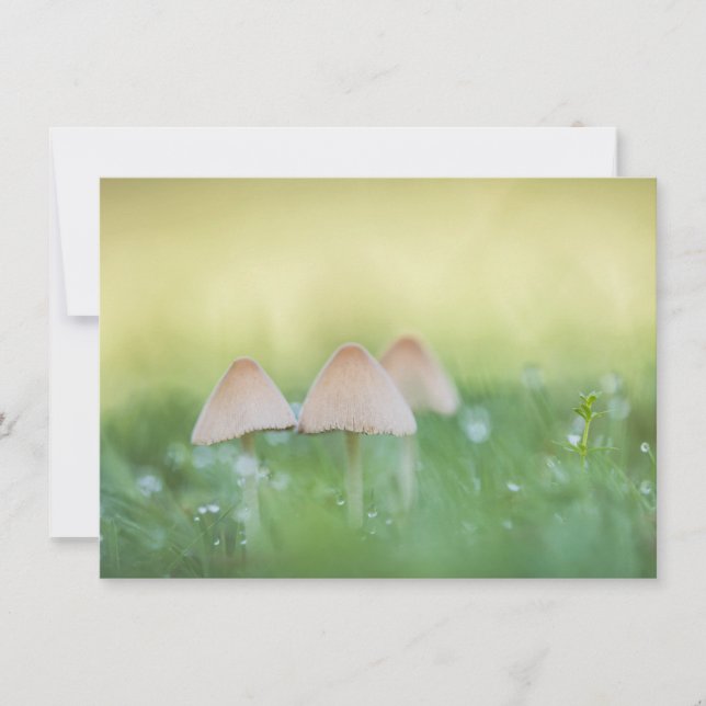 Winzige Pilze Naturfotokarte (Vorderseite)