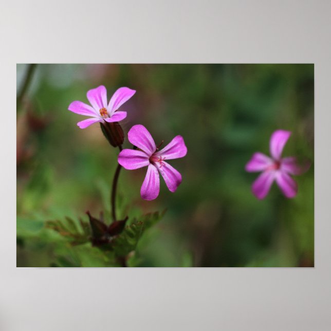 Winzige rosa wilde Blume von Herb Robert Poster (Vorne)