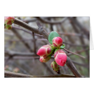 winzige rote Knospen