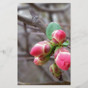 winzige rote Knospen