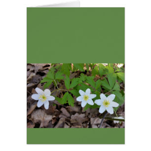 winzige weiße Blume