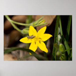 Winziger Grasshopper auf dem Gelben Star Grass Pos Poster